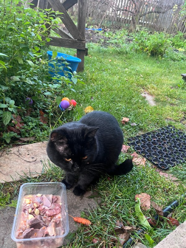 Found cat in Perm — identification photo, lost & found pet database Pathfinder
