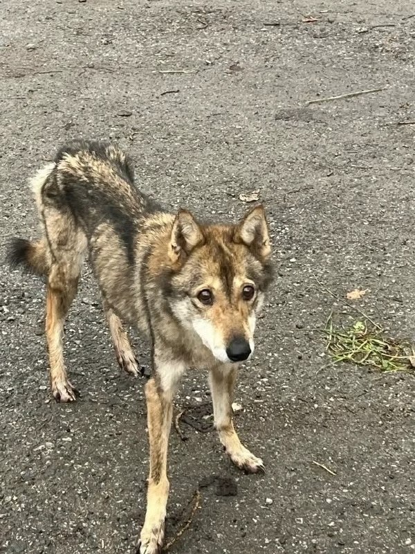 Found dog in Perm — identification photo, lost & found pet database Pathfinder