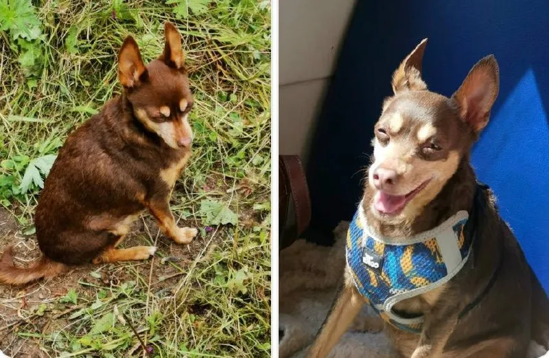 Lost brown dog, той терьер in Pavlovskiy Posad — identification photo, lost & found pet database Pathfinder