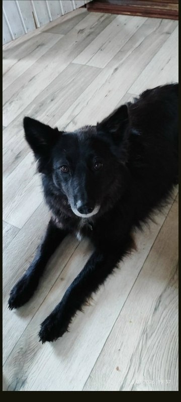 Lost black dog, дворняжка in Kolomna — identification photo, lost & found pet database Pathfinder