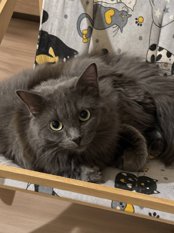 Adoptable gray cat in Volgograd — identification photo, lost & found pet database Pathfinder