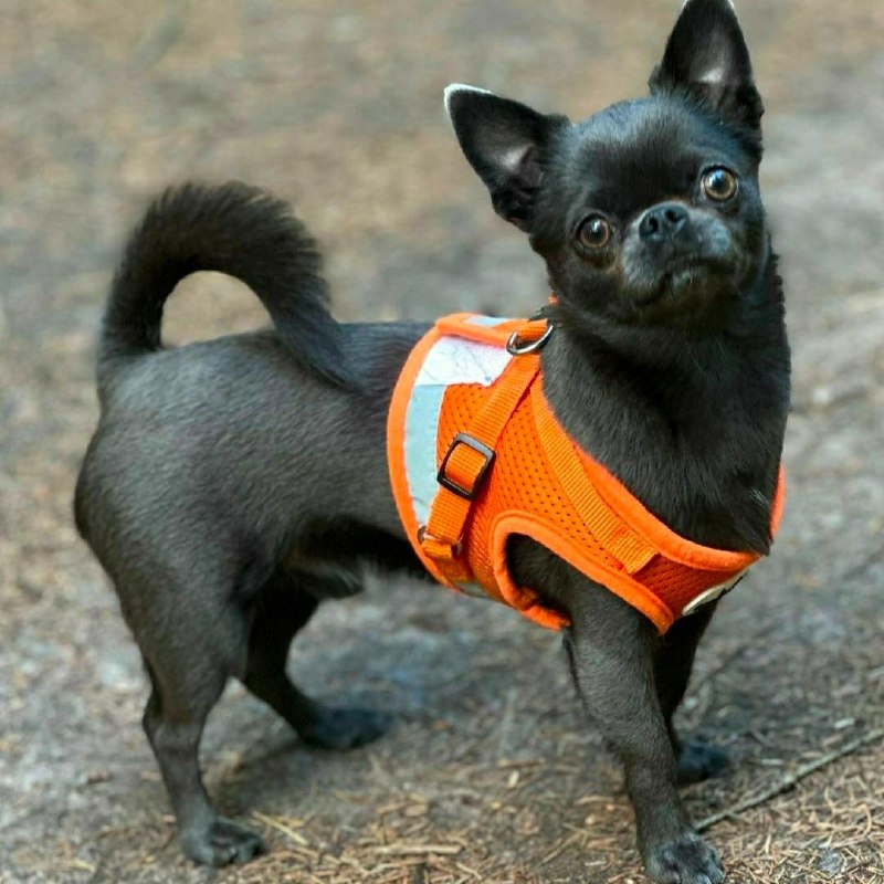 Lost black dog, чихуахуа in Saint Petersburg — identification photo, lost & found pet database Pathfinder
