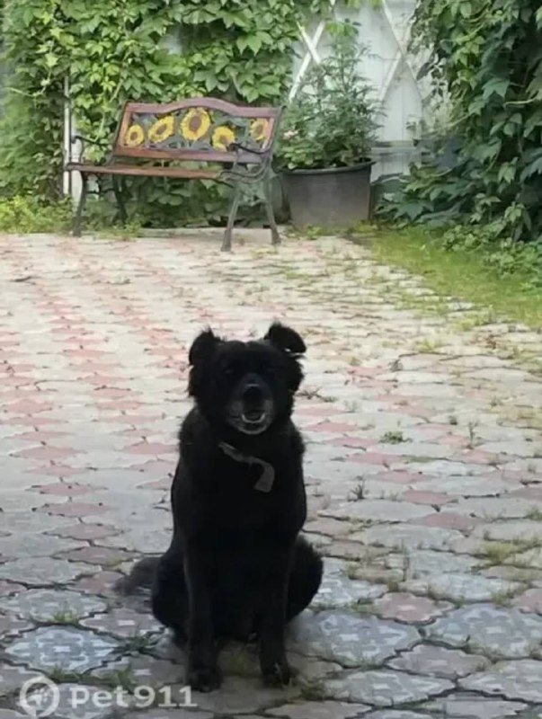 Lost black dog, дворняжка in Voronovo — identification photo, lost & found pet database Pathfinder