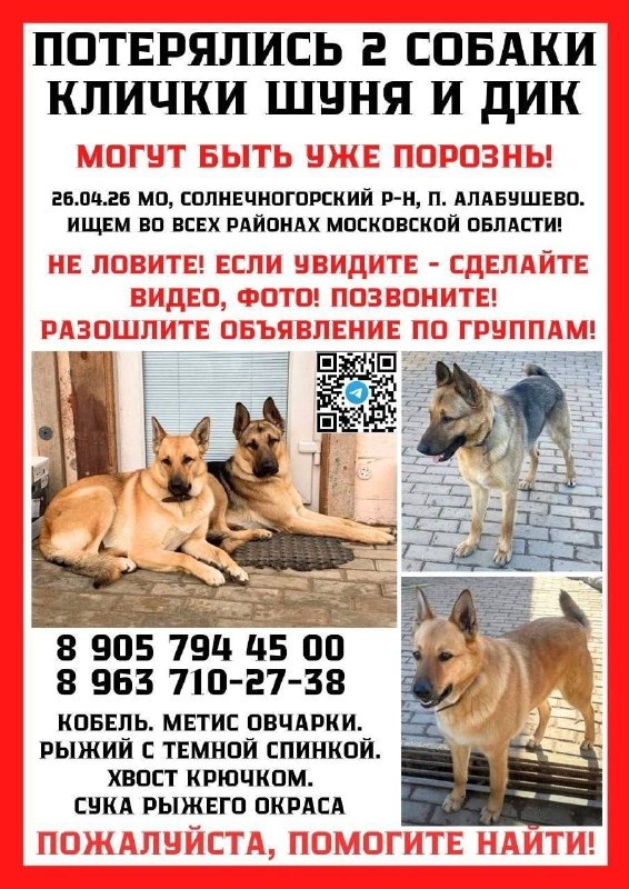 Lost ginger dog, метис in Alabushevo — identification photo, lost & found pet database Pathfinder