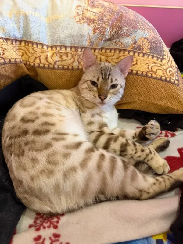 Lost white cat, бенгал in Odintsovo — identification photo, lost & found pet database Pathfinder