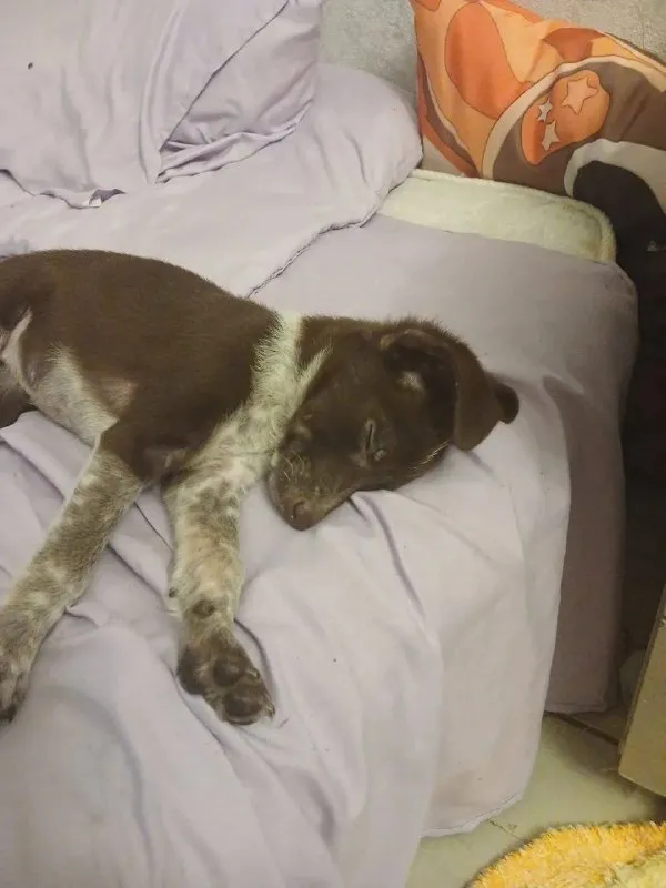 Lost white dog, метис in Odintsovo — identification photo, lost & found pet database Pathfinder