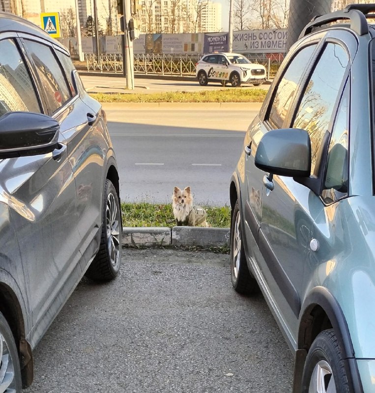 Found cream pet in Perm — identification photo, lost & found pet database Pathfinder
