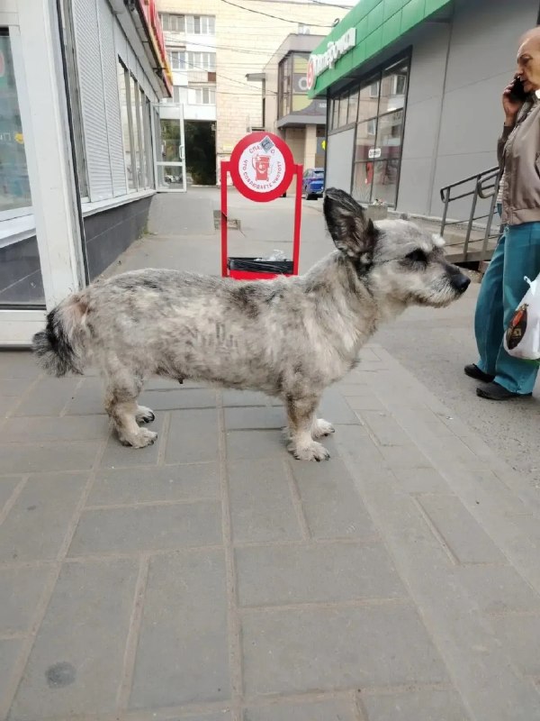 Found white pet in Volgograd — identification photo, lost & found pet database Pathfinder