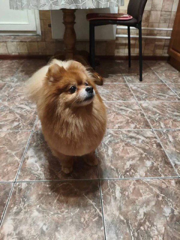 Lost ginger dog, шпиц in Krasnogorsk — identification photo, lost & found pet database Pathfinder