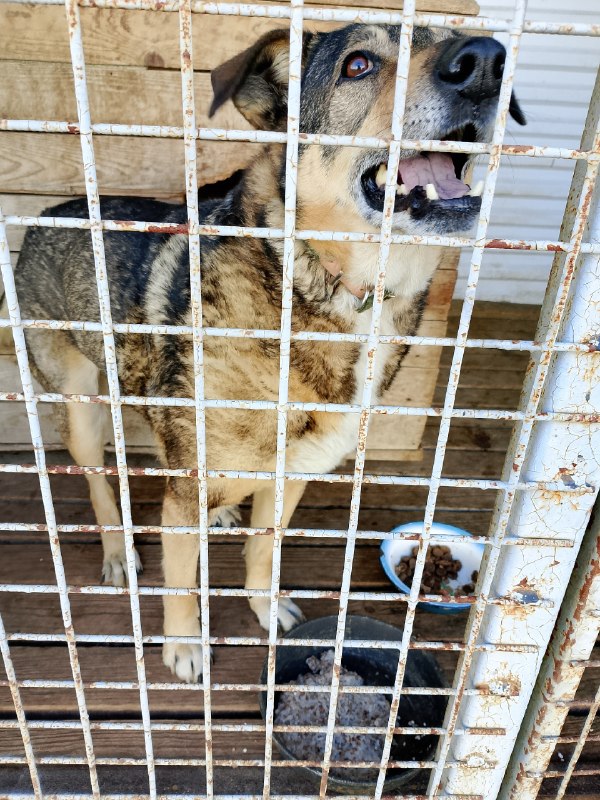 Found brown dog in Perm — identification photo, lost & found pet database Pathfinder