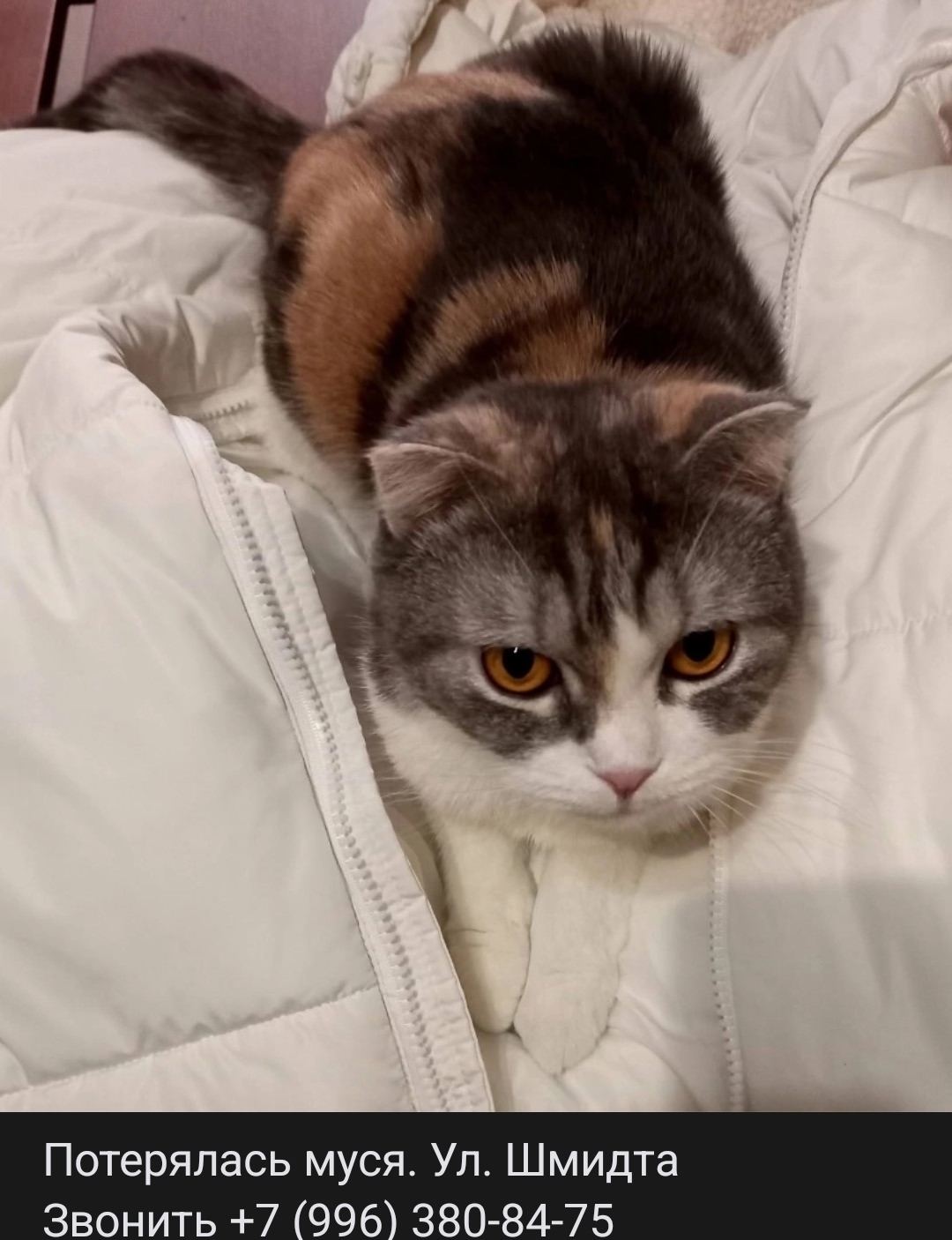 Lost cat in Novosibirsk — identification photo, lost & found pet database Pathfinder
