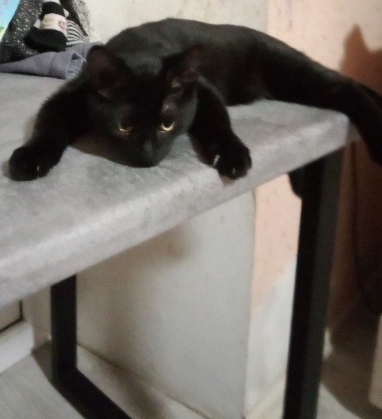 Lost black cat in Perm — identification photo, lost & found pet database Pathfinder