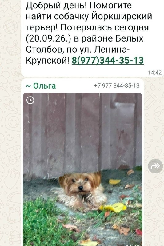 Lost dog, йорк in Domodedovo — identification photo, lost & found pet database Pathfinder