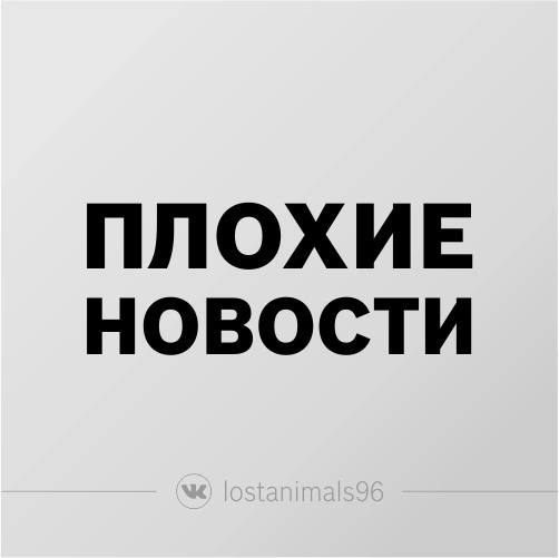 Found cat in Yekaterinburg — identification photo, lost & found pet database Pathfinder