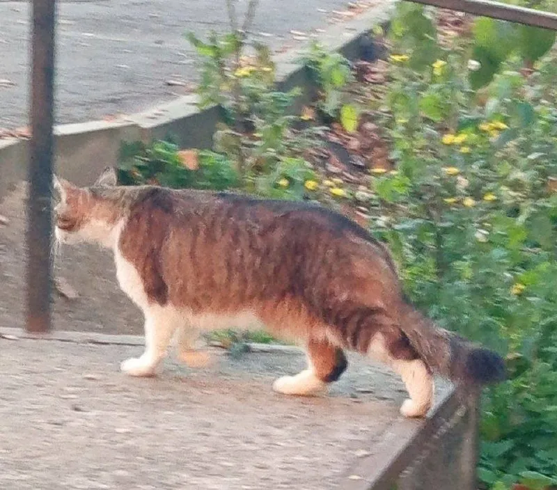 Found cat in Moscow — identification photo, lost & found pet database Pathfinder