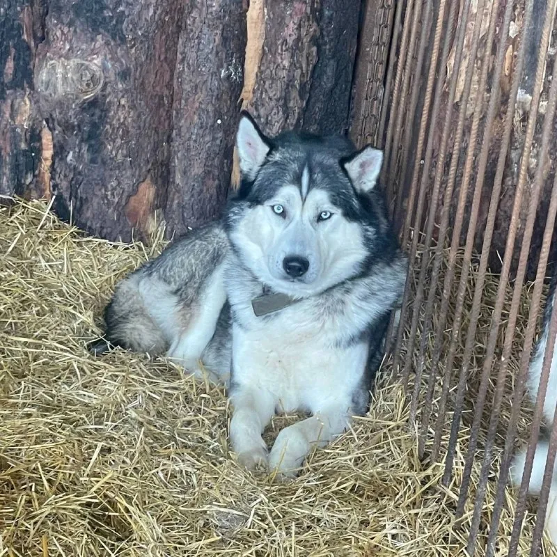 Lost white dog, хаски in Oktyabrskiy — identification photo, lost & found pet database Pathfinder