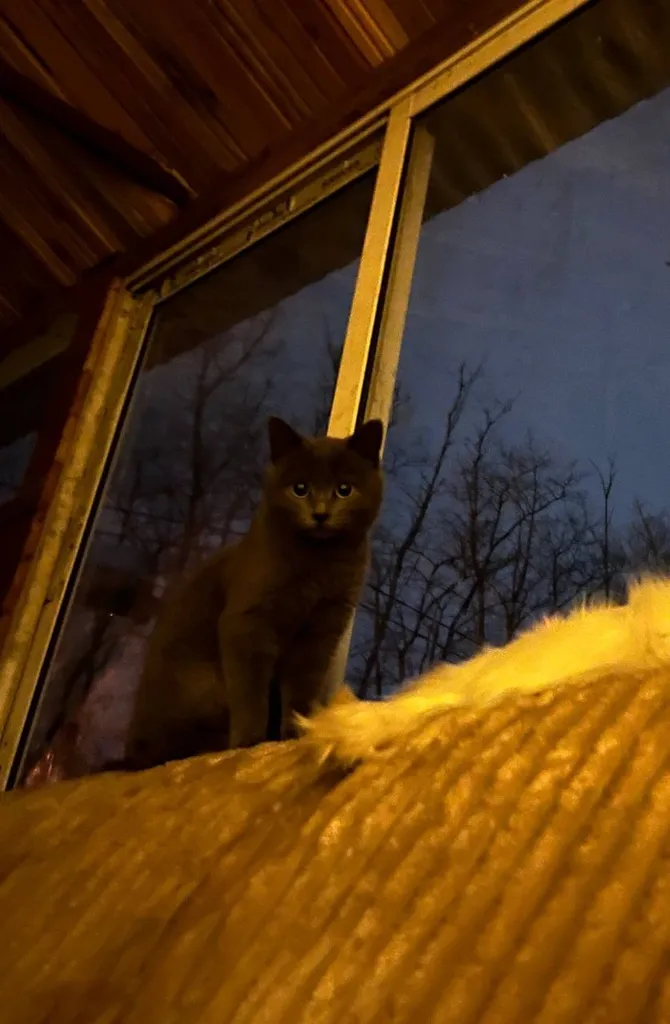 Lost gray cat, беспородная in Malyshevo — identification photo, lost & found pet database Pathfinder
