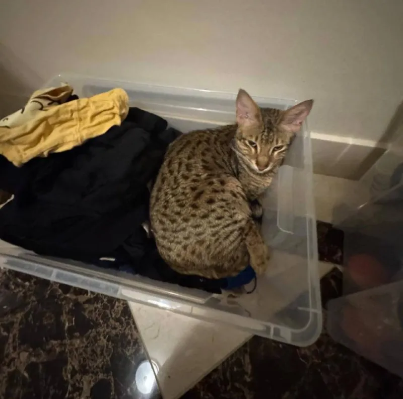 Lost brown cat, саванна in Odintsovo — identification photo, lost & found pet database Pathfinder