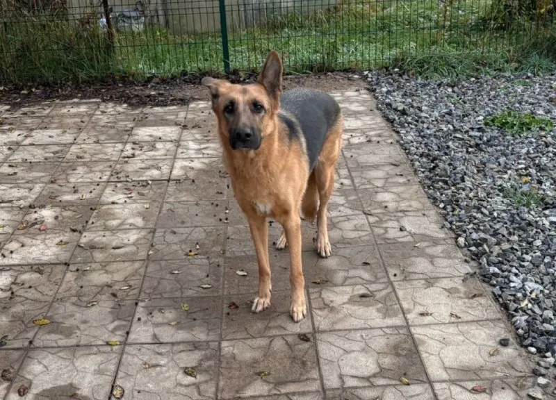 Lost brown dog, немецкая овчарка in Sipaylovo — identification photo, lost & found pet database Pathfinder
