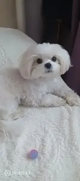 Lost dog, мальтийская болонка in Chekhov — identification photo, lost & found pet database Pathfinder
