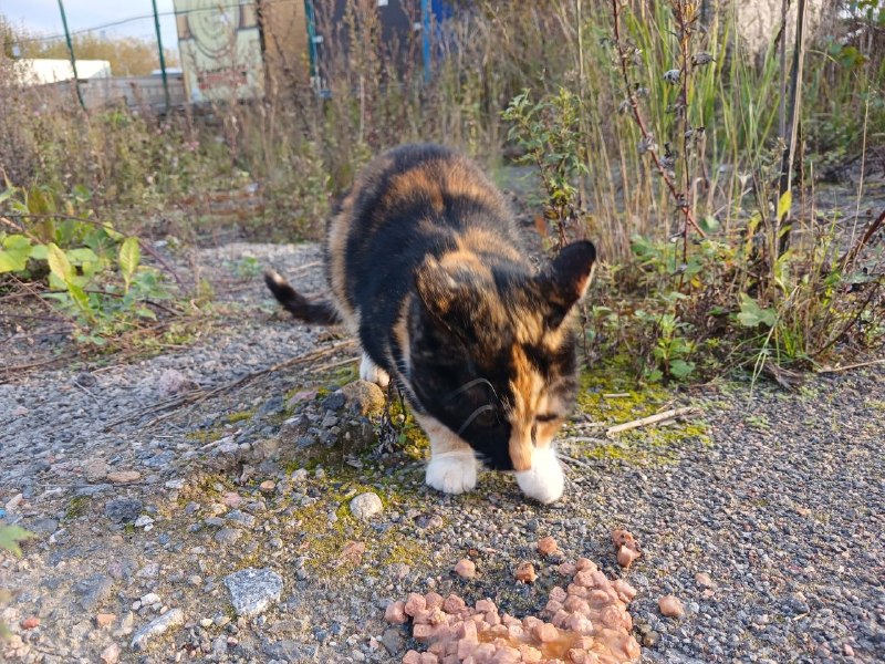 Found white cat in Saint Petersburg — identification photo, lost & found pet database Pathfinder