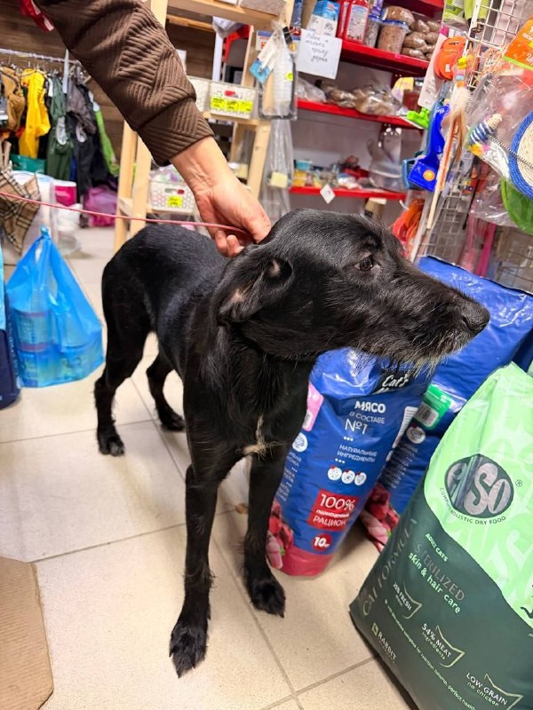Found black dog in Malakhovka — identification photo, lost & found pet database Pathfinder