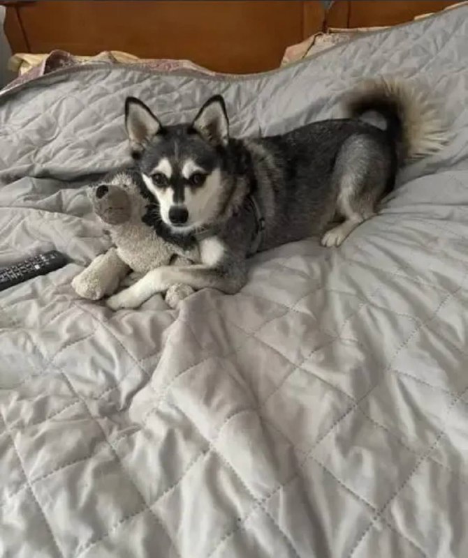 Lost gray dog in Staraya Kupavna — identification photo, lost & found pet database Pathfinder