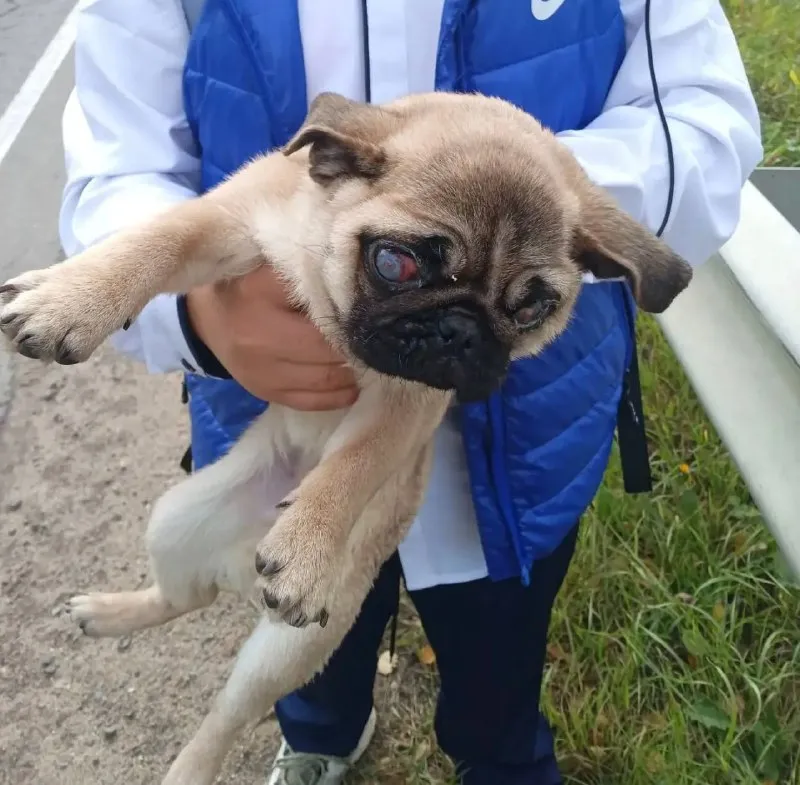 Lost fawn dog, мопс in Tolochanovo 3 — identification photo, lost & found pet database Pathfinder