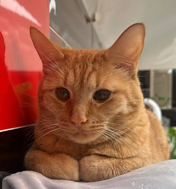 Lost ginger cat in Pushkino — identification photo, lost & found pet database Pathfinder