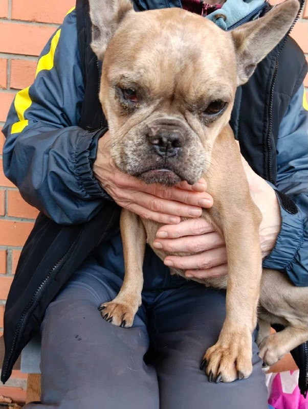 Found fawn dog, французский бульдог in Barybino — identification photo, lost & found pet database Pathfinder