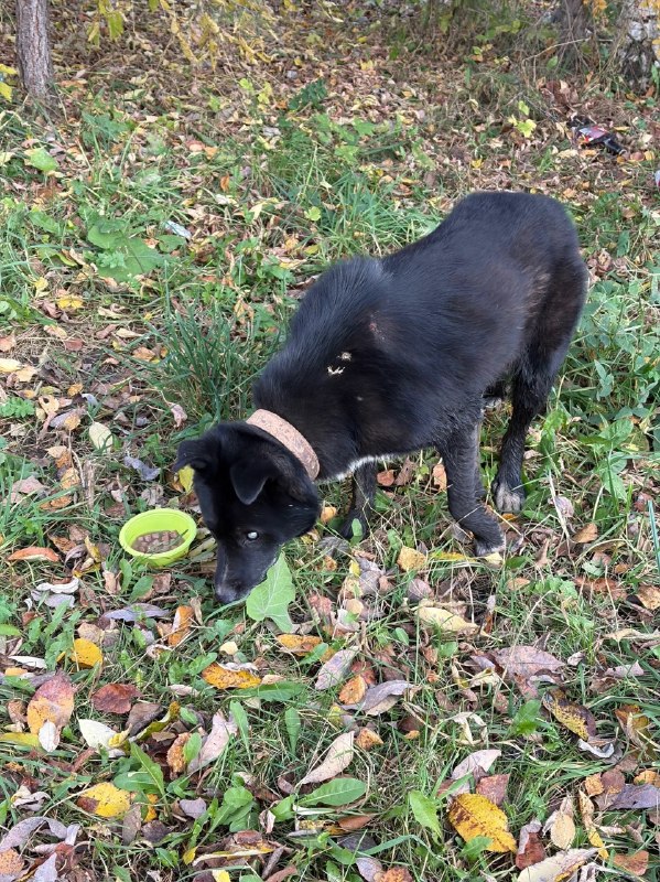Found black dog in Perm — identification photo, lost & found pet database Pathfinder