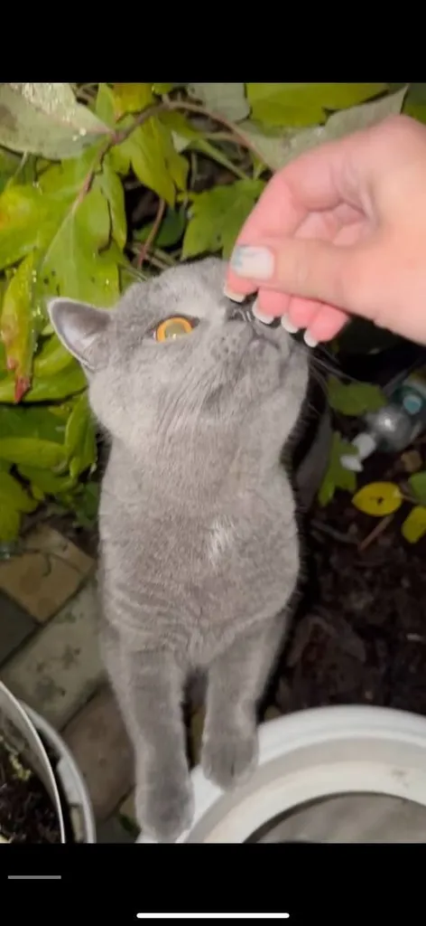 Found cat in Balashikha — identification photo, lost & found pet database Pathfinder
