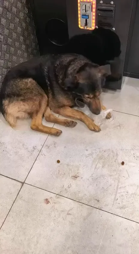 Found dog, метис in Ramenskoe — identification photo, lost & found pet database Pathfinder