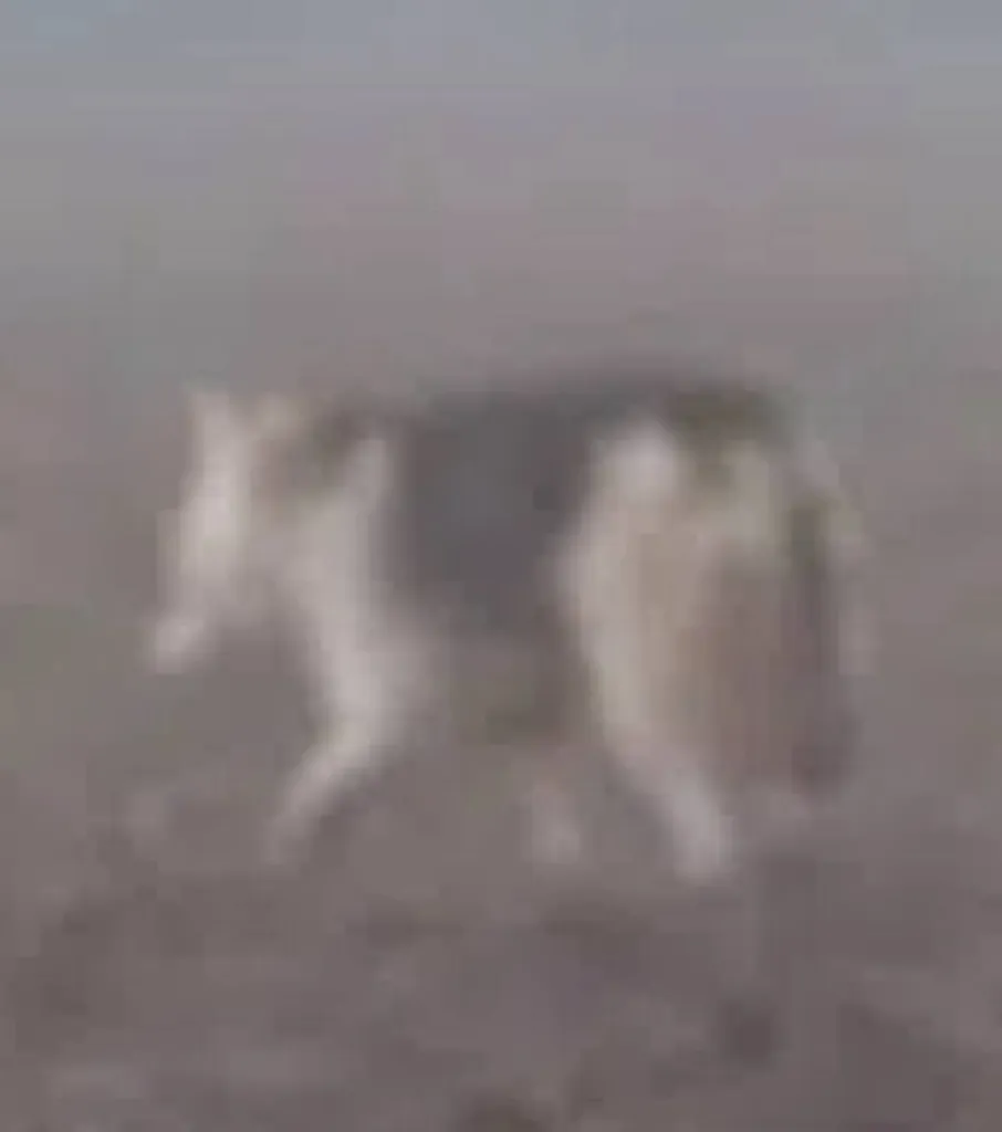 Found dog, хаски in Krasnoarmeysk — identification photo, lost & found pet database Pathfinder