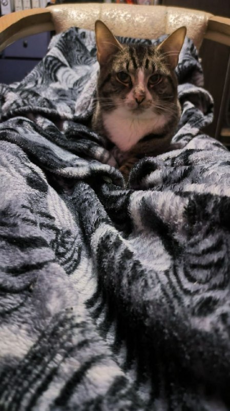 Lost white cat in Saint Petersburg — identification photo, lost & found pet database Pathfinder