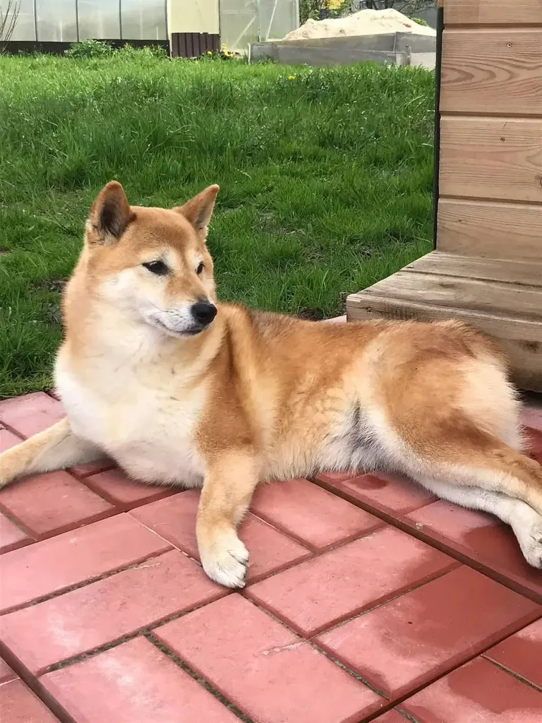 Lost dog, сиба-ину in Kiyasovo — identification photo, lost & found pet database Pathfinder
