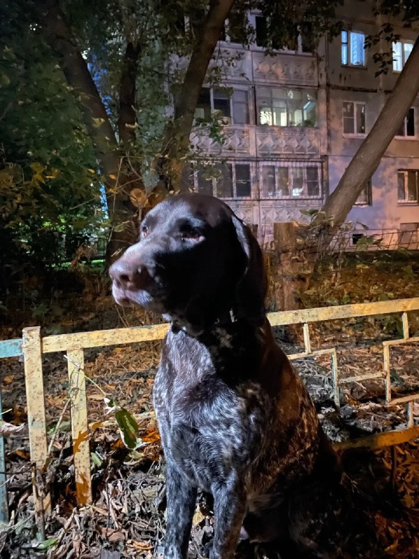 Found black dog, курцхаар in Nizhny Novgorod — identification photo, lost & found pet database Pathfinder