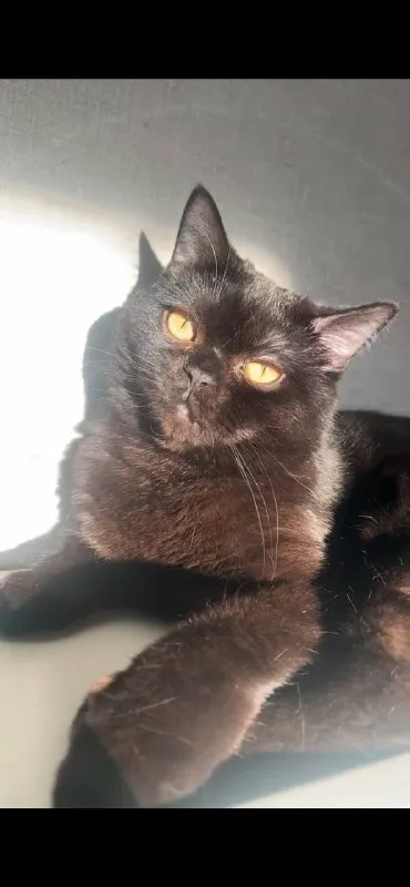 Lost black cat, шотландец in Lyubertsy — identification photo, lost & found pet database Pathfinder