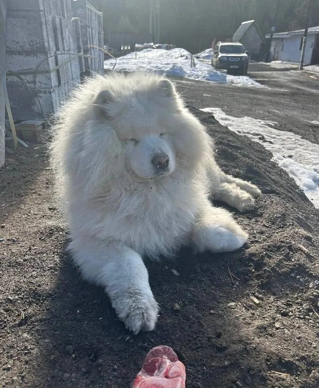 Lost white dog, самоедская in Serov — identification photo, lost & found pet database Pathfinder