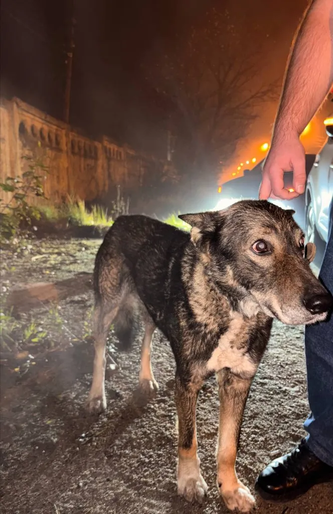 Found dog, метис in Tuchkovo — identification photo, lost & found pet database Pathfinder