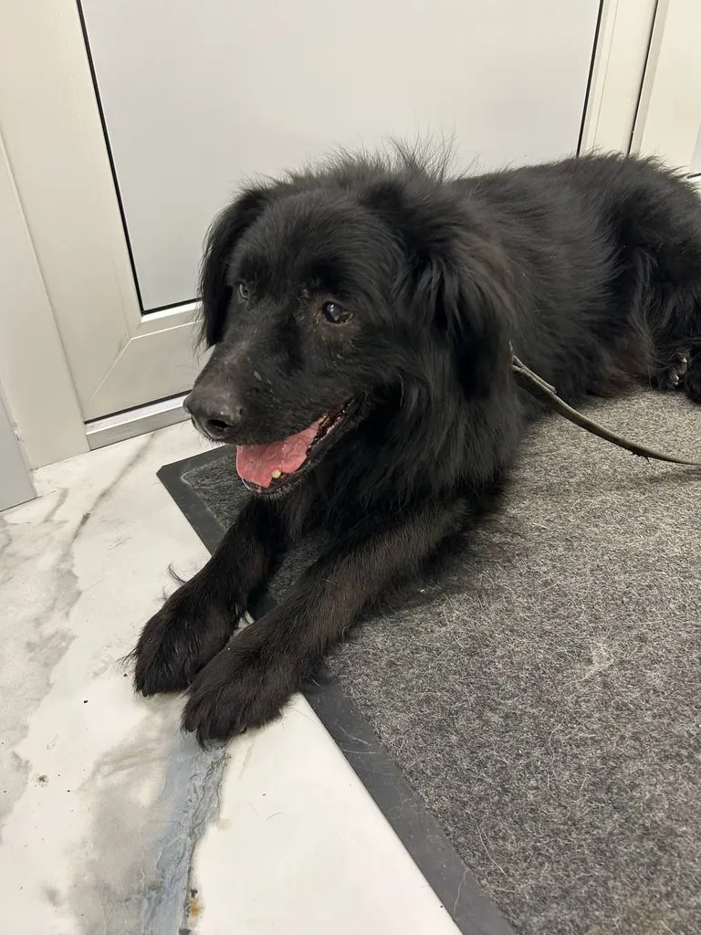 Found dog in Reutov — identification photo, lost & found pet database Pathfinder