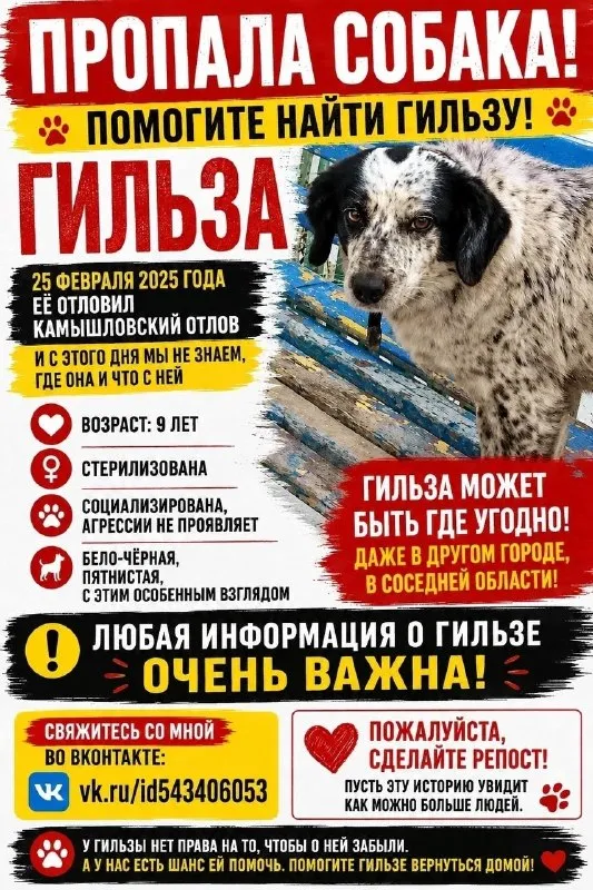 Lost dog in Kamyshlov — identification photo, lost & found pet database Pathfinder