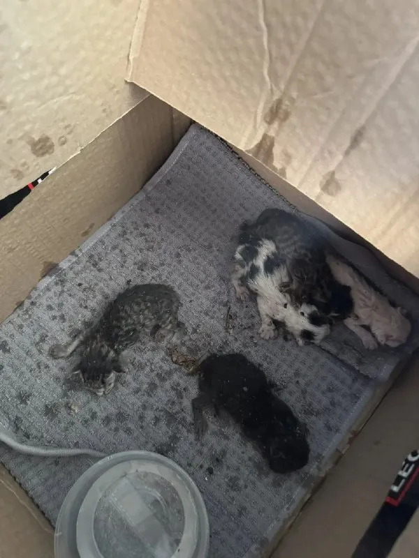 Adoptable cat in Volzhskiy — identification photo, lost & found pet database Pathfinder