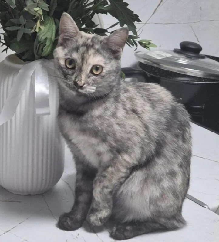 Lost white cat in Komsomolskiy — identification photo, lost & found pet database Pathfinder