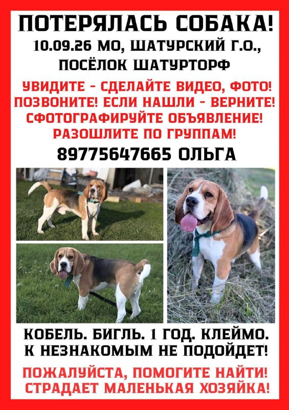 Lost white dog, бигль in Shaturtorf — identification photo, lost & found pet database Pathfinder