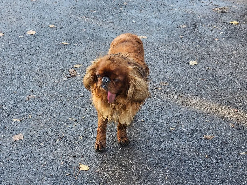 Found dog, пекинес in Buzlanovo — identification photo, lost & found pet database Pathfinder