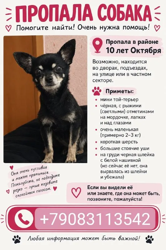 Lost brown dog, мини-той-терьер in Omsk — identification photo, lost & found pet database Pathfinder
