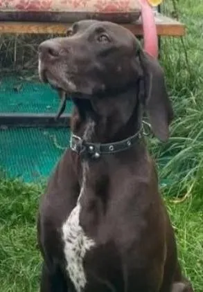 Lost brown dog, немецкий курцхаар in Zhukovka — identification photo, lost & found pet database Pathfinder
