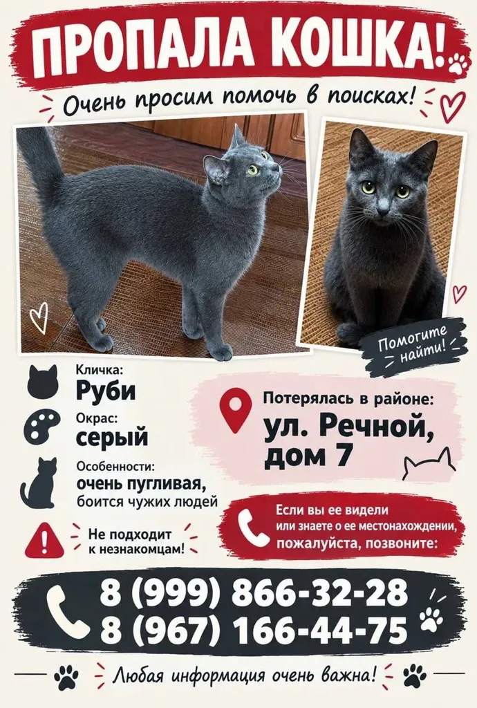 Lost cat in Balashikha — identification photo, lost & found pet database Pathfinder