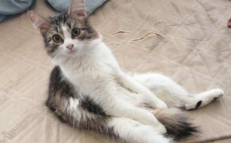 Lost white cat in Podolsk — identification photo, lost & found pet database Pathfinder